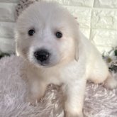 グレートピレニーズ