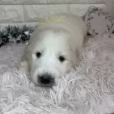 グレートピレニーズ