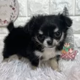 チワワ(ロング)