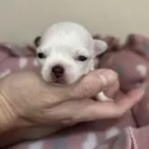 チワワ(ロング)