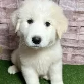 グレートピレニーズ