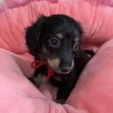 ミニチュアダックスフンド(ロング)【群馬県・女の子・2025年6月21日・ブラックタン】の写真1「大人っぽ美人さん💓」