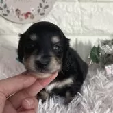 ミニチュアダックスフンド(ロング)【群馬県・男の子・2025年10月25日・ブラックイエロー】の写真1