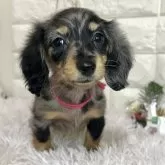 ミニチュアダックスフンド(ロング)【群馬県・女の子・2025年9月25日・シルバーダップル】の写真1「💓小顔な美人さん💓」