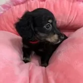 ミニチュアダックスフンド(ロング)【群馬県・女の子・2025年6月21日・ブラックタン】の写真3