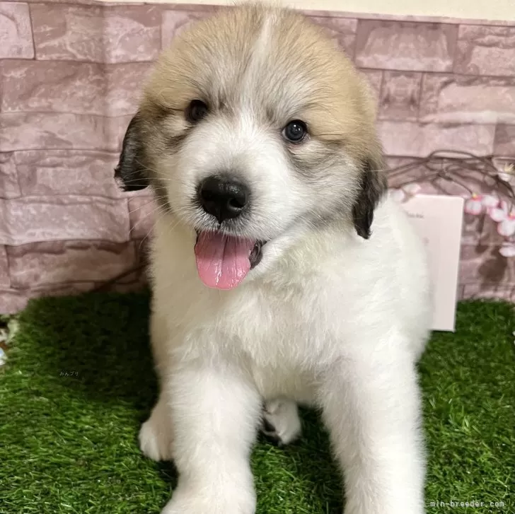 ID：2402-03549の子犬