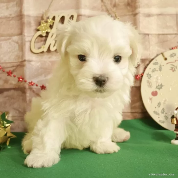 ID：2312-00458の子犬