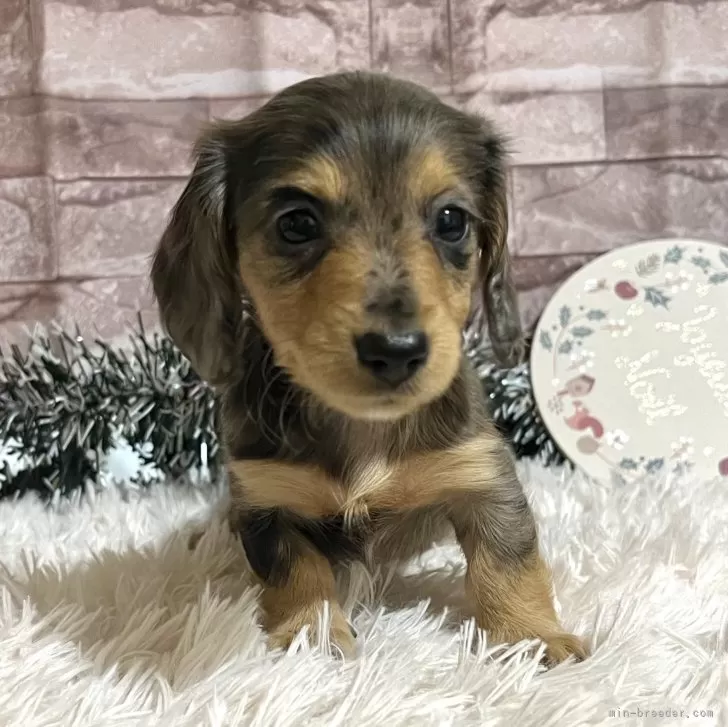 ID：2312-02236の子犬
