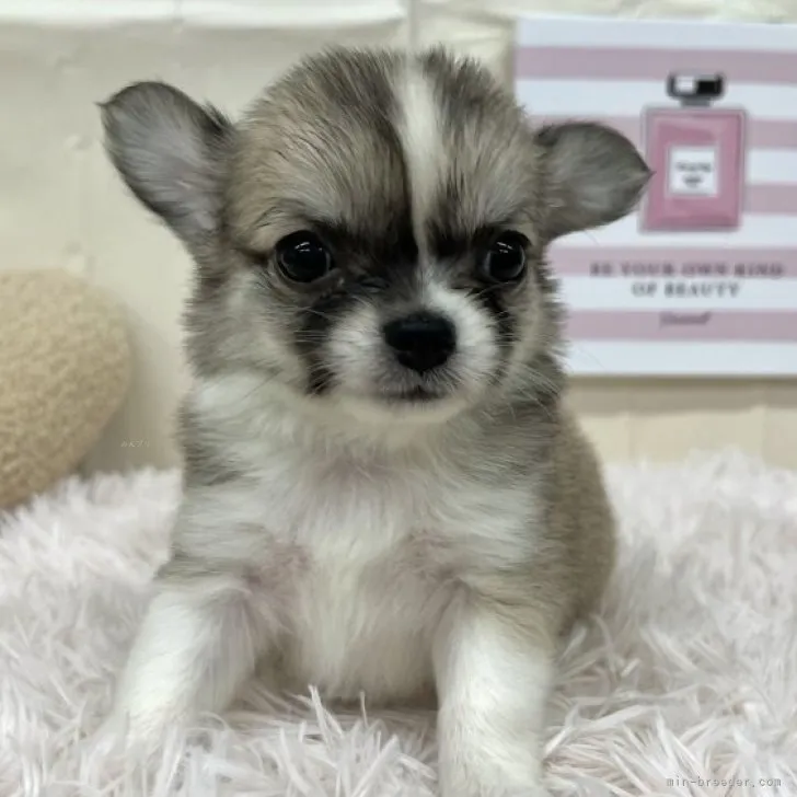 ID：2310-03675の子犬