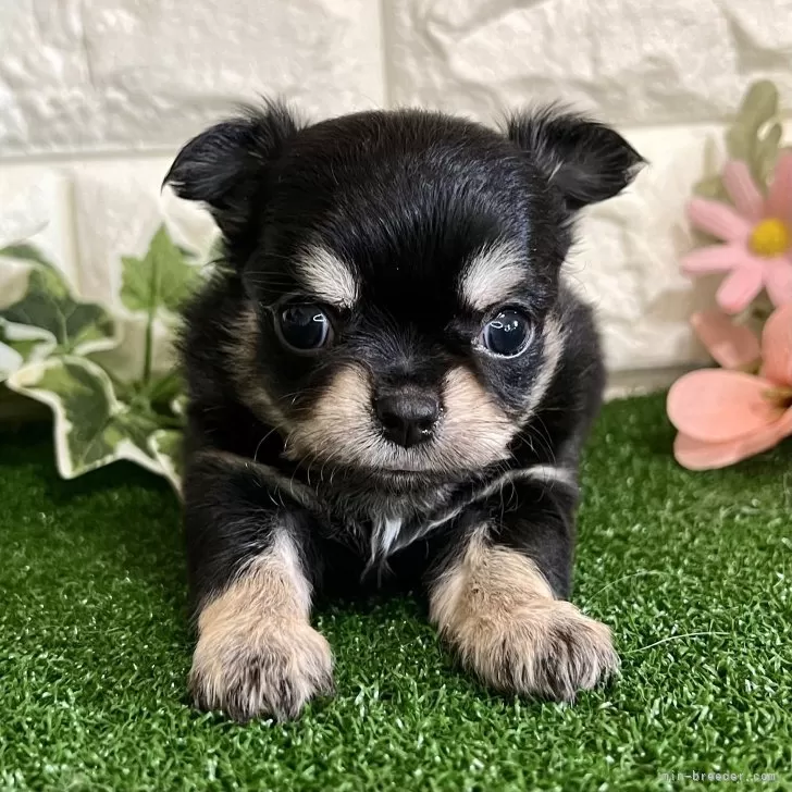 ID:2408-05040の子犬