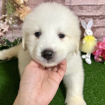 グレートピレニーズ【群馬県・女の子・2024年3月7日・ホワイト】の写真「5/5まで掲載❣️モッフモフの女の子🩷」