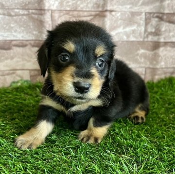 ミニチュアダックスフンド(ロング)【群馬県・男の子・2024年2月10日・ブラックタン】の写真「穏やかなイケメンくん⭐️」