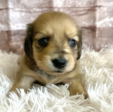 ミニチュアダックスフンド(ロング)【群馬県・男の子・2024年2月10日・シェーデッドイエロー】の写真「優しいお顔の男の子🩵」