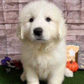 グレートピレニーズ【群馬県・男の子・2024年8月18日・ホワイト】の写真「人懐っこい男の子⭐️10/13まで見学可能✨️」