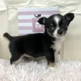 チワワ(ロング)【群馬県・女の子・2023年9月17日・ブラックホワイト】の写真5