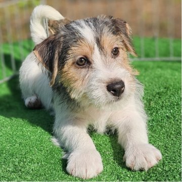 ジャックラッセルテリア【千葉県・女の子・2025年9月28日・ホワイト ブラック&タン】の写真「モジャモジャでムチムチな女の子です。」