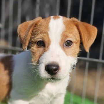 ジャックラッセルテリア【千葉県・女の子・2025年9月28日・ホワイト&タン】の写真「元気いっぱい、短足ムチムチ女の子です。」