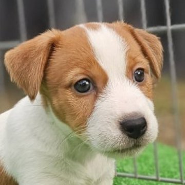 ジャックラッセルテリア【千葉県・女の子・2025年9月28日・ホワイト&タン】の写真「元気いっぱい、フレンドリーで困り顔の女の子です。」