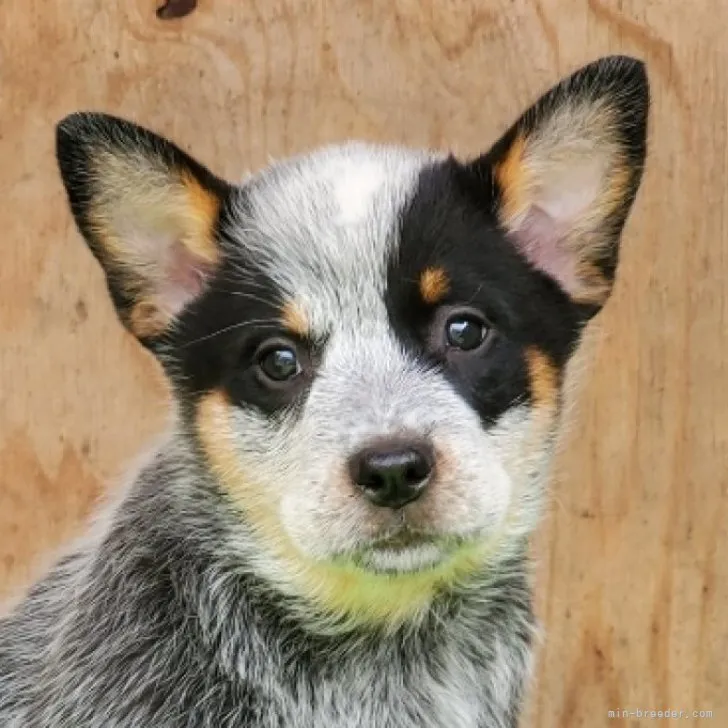 ID：2304-03213の子犬