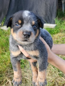 オーストラリアン・キャトル・ドッグ【千葉県・男の子・2020年5月12日・ブルーブラック&タン】の写真「色が濃いめの細マッチョ」