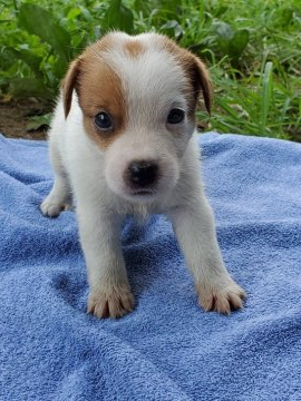 ジャックラッセルテリア【千葉県・女の子・2020年7月17日・タン&ホワイト】の写真「申し訳なさそうな顔の女の子です」