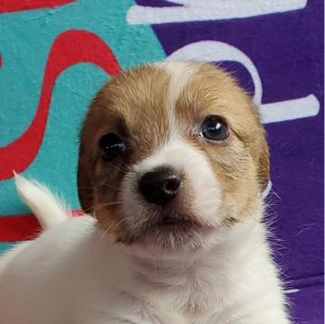 ジャックラッセルテリア【千葉県・女の子・2022年7月20日・ホワイト&タン】の写真「小振りで元気な女の子です。」