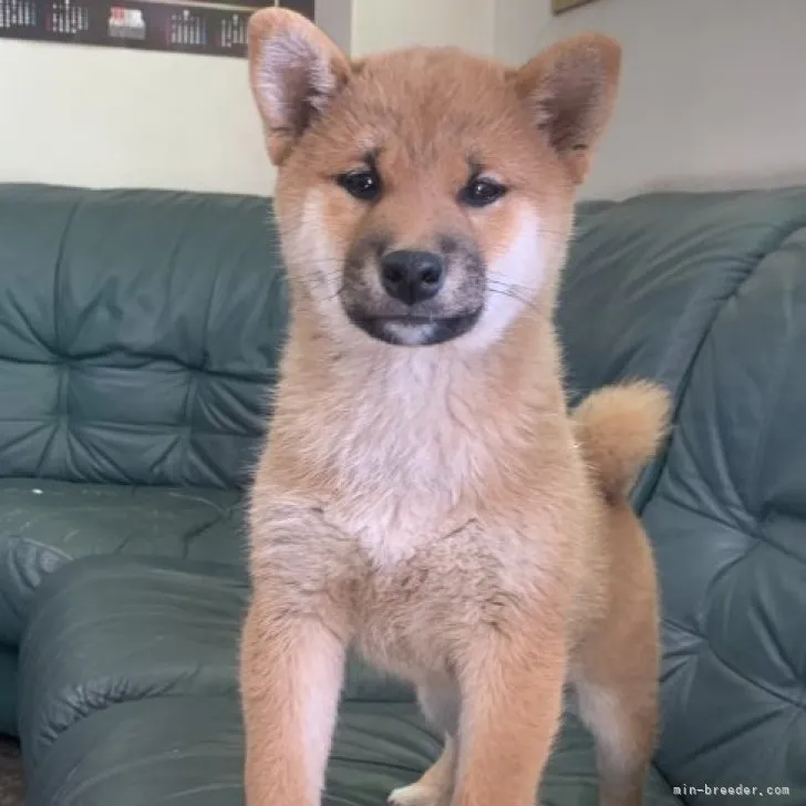 ID:2303-01084の子犬