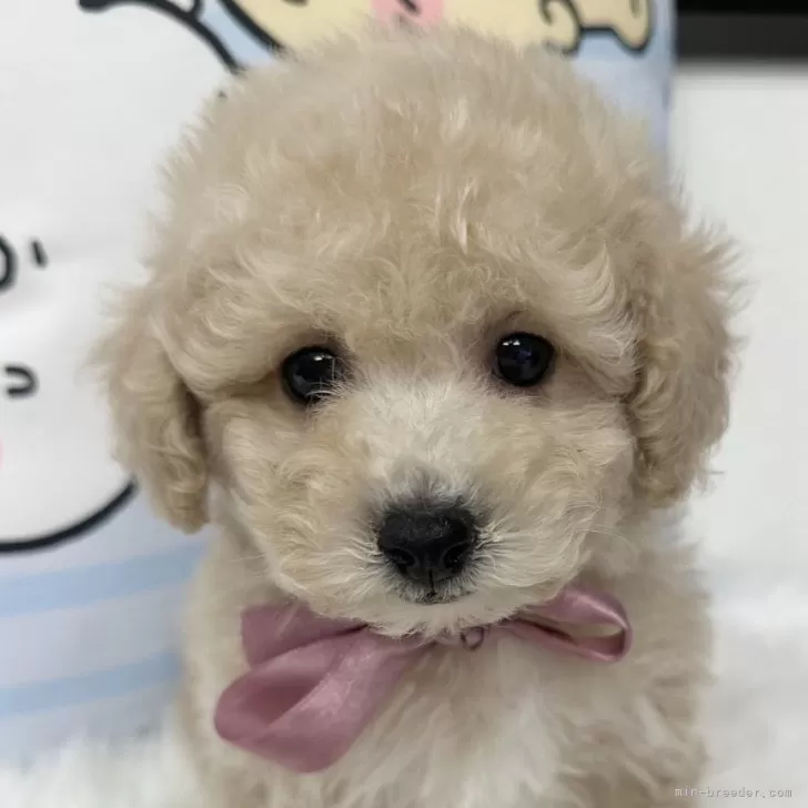 ID：2412-01134の子犬