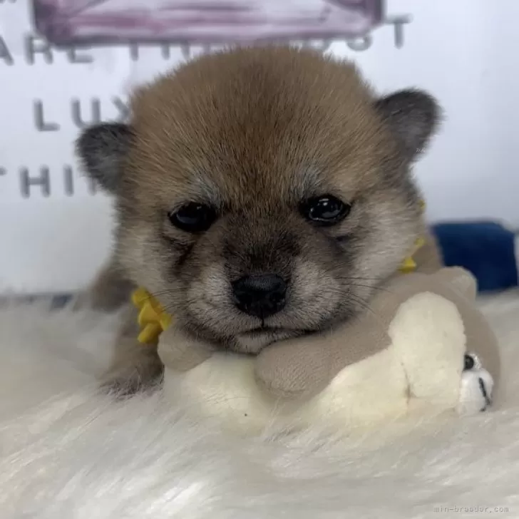 柴犬(標準サイズ)【栃木県・女の子・2025年10月12日・赤】の写真1