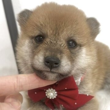 柴犬(標準サイズ)【栃木県・女の子・2025年4月13日・赤】の写真「6月8日までの掲載💖気になる方は今すぐご連絡↓」