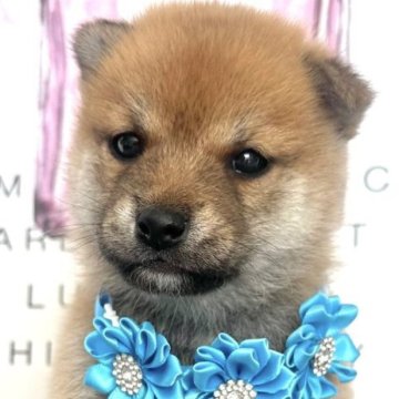 柴犬(標準サイズ)【栃木県・男の子・2025年7月6日・赤】の写真「イケメン◎🩵好奇心旺盛な明るい性格です✨」