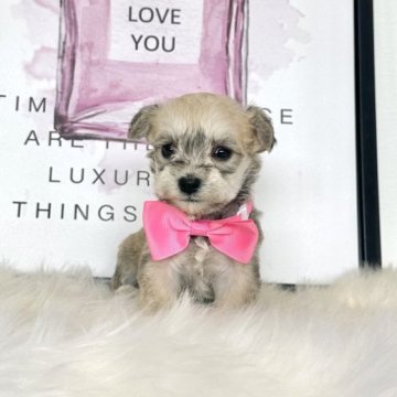 ミックス(ミニチュアシュナウザー×ビションフリーゼ)【栃木県・女の子・2025年11月2日・シルバーグレー】の写真「小柄な可愛い🩷女の子🐶」