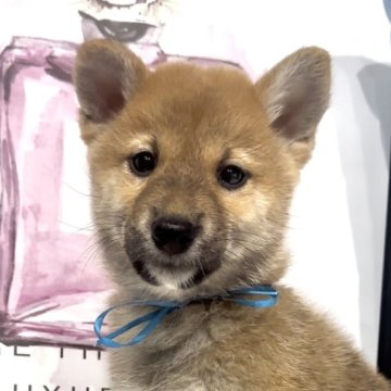 柴犬(標準サイズ)【栃木県・男の子・2024年10月5日・赤】の写真「おめめパッチリ💖男の子」