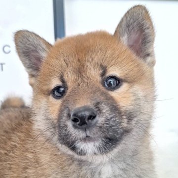 柴犬(標準サイズ)【栃木県・女の子・2024年12月18日・赤】の写真「おっとり優しい女の子🩷」