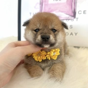 柴犬(標準サイズ)【栃木県・女の子・2025年11月9日・赤】の写真「可愛い💖毎回大人気の親犬♡犬舎自慢の柴犬誕生」