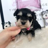 ミニチュアシュナウザー