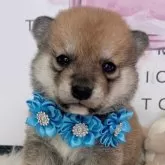 柴犬(標準サイズ)