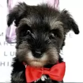 ミニチュアシュナウザー【栃木県・女の子・2025年5月4日・ソルト&ペッパー】の写真1