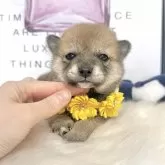 柴犬(標準サイズ)