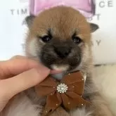 柴犬(標準サイズ)