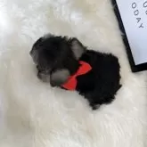 ミニチュアシュナウザー【栃木県・女の子・2025年5月4日・ソルト&ペッパー】の写真4