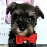 ミニチュアシュナウザー【栃木県・女の子・2025年5月4日・ソルト&ペッパー】の写真6