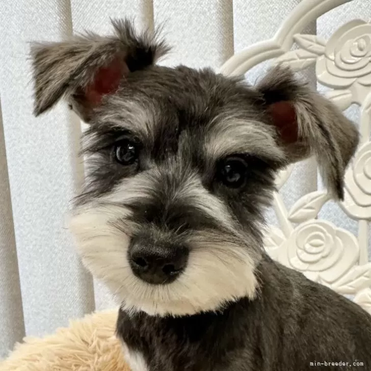 ID:2310-01368の子犬