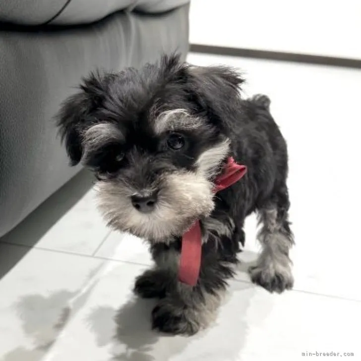 ID:2309-03486の子犬