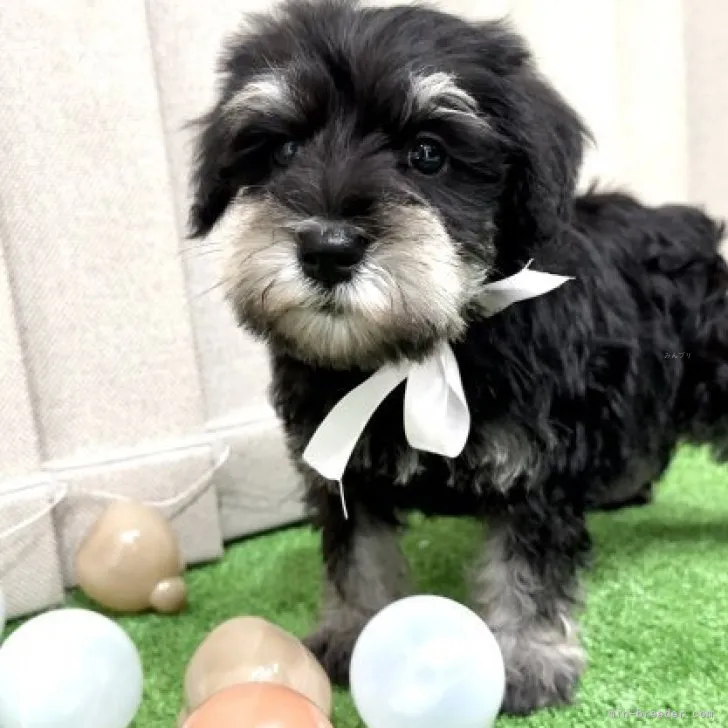 ID：2310-01656の子犬