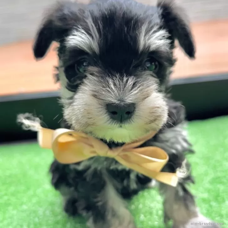 ID:2312-06121の子犬