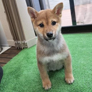 柴犬(標準サイズ)【栃木県・女の子・2023年9月12日・赤】の写真「ぬいぐるみのようなもふもふ女の子🐶✨️」