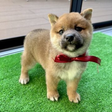 柴犬(標準サイズ)【栃木県・女の子・2023年9月12日・赤】の写真「もふもふ女の子🐶」
