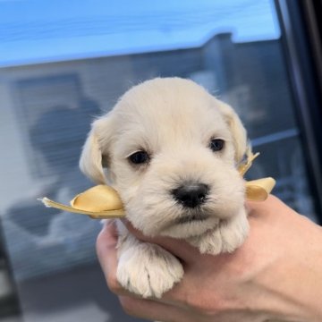 ミニチュアシュナウザー【栃木県・男の子・2023年11月26日・ホワイト】の写真「希少なホワイト🐶誕生‎🤍」