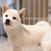 柴犬(標準サイズ)